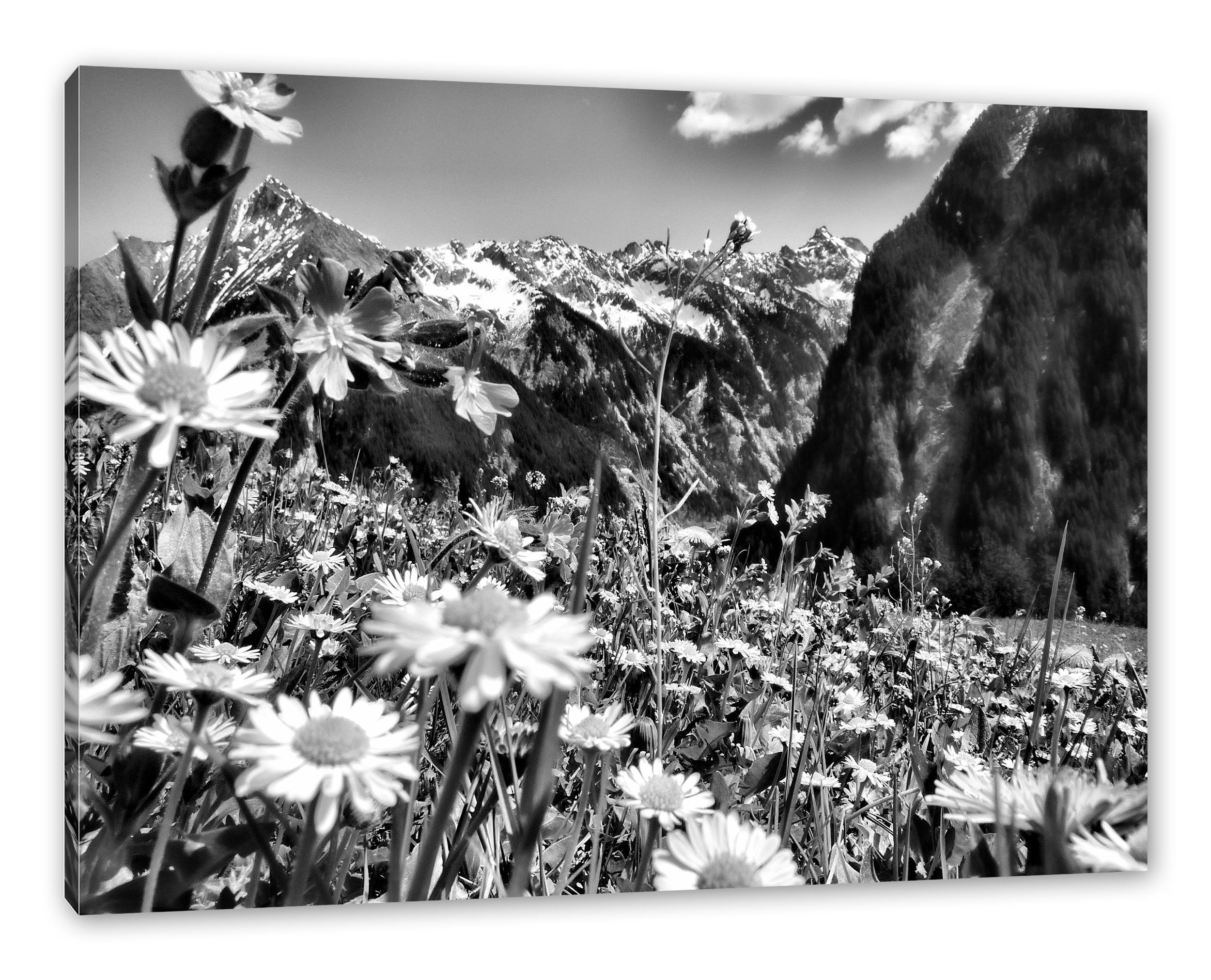 Pixxprint Leinwandbild Wunderschöne Zackenaufhänger fertig (1 Leinwandbild Blumen Blumen Wunderschöne inkl. St), Alpenwiese, bespannt, Alpenwiese