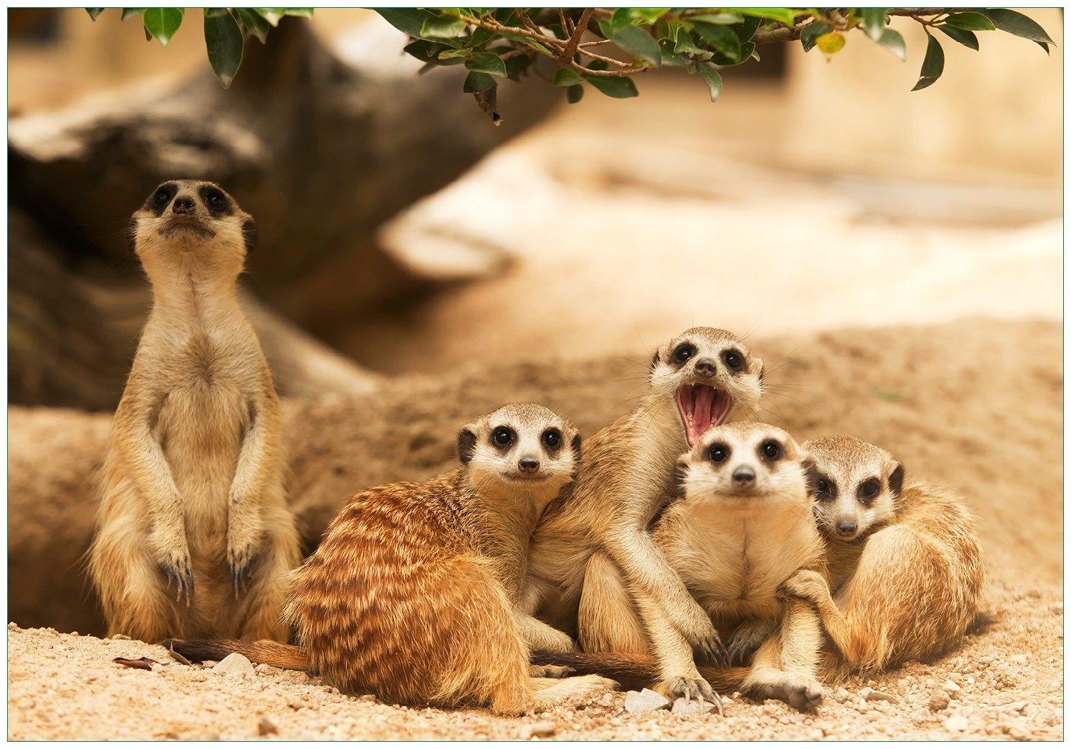 Vliestapete Niedliche Erdmännchen kuscheln im Sand