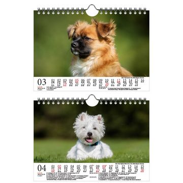 Seelenzauber Wandkalender Hundezauber Kleine Hunde DIN A5 Wandkalender für 2023 Welpen und klein