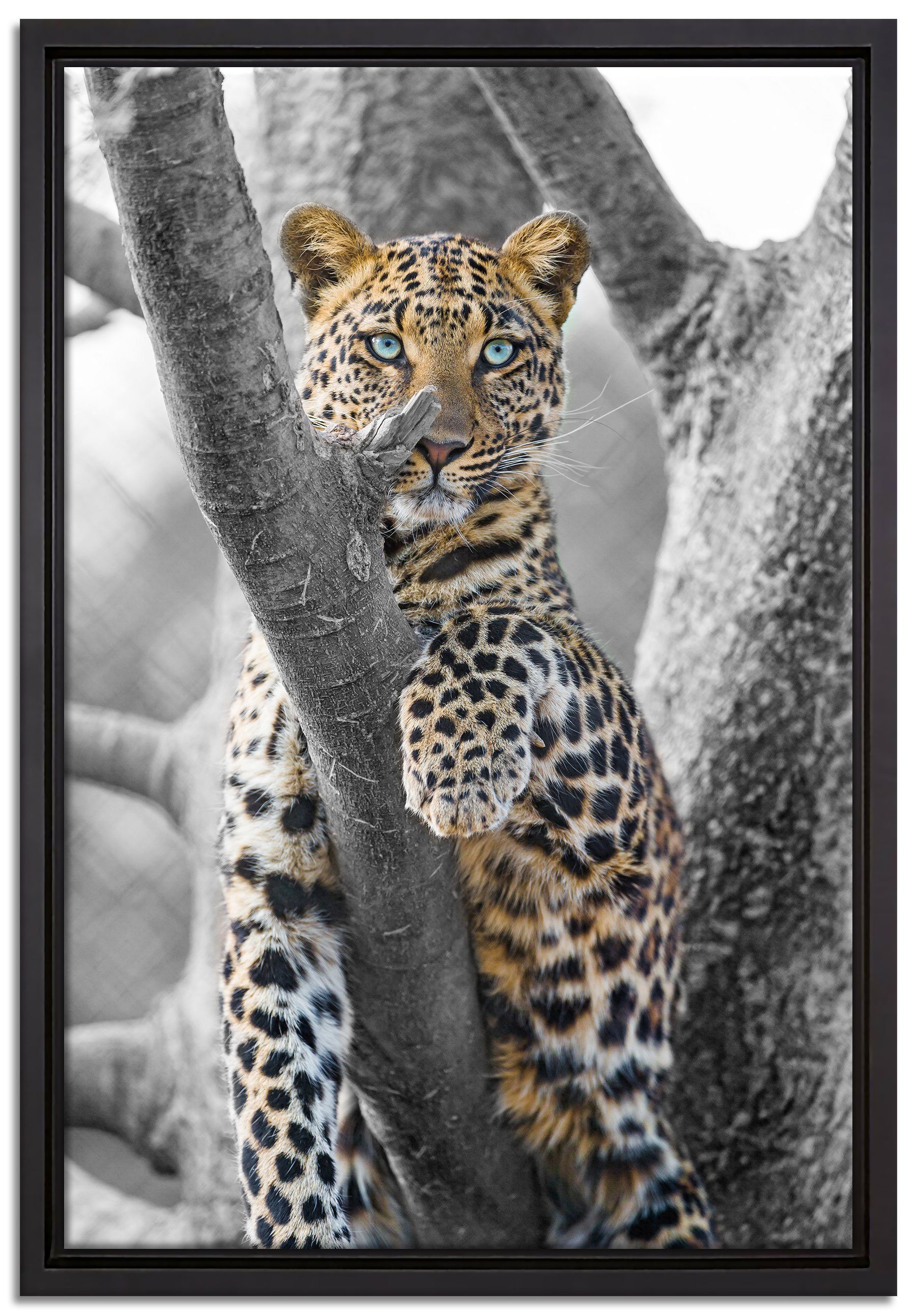 Pixxprint Leinwandbild majestätischer Leopard auf Baum, Wanddekoration (1 St), Leinwandbild fertig bespannt, in einem Schattenfugen-Bilderrahmen gefasst, inkl. Zackenaufhänger