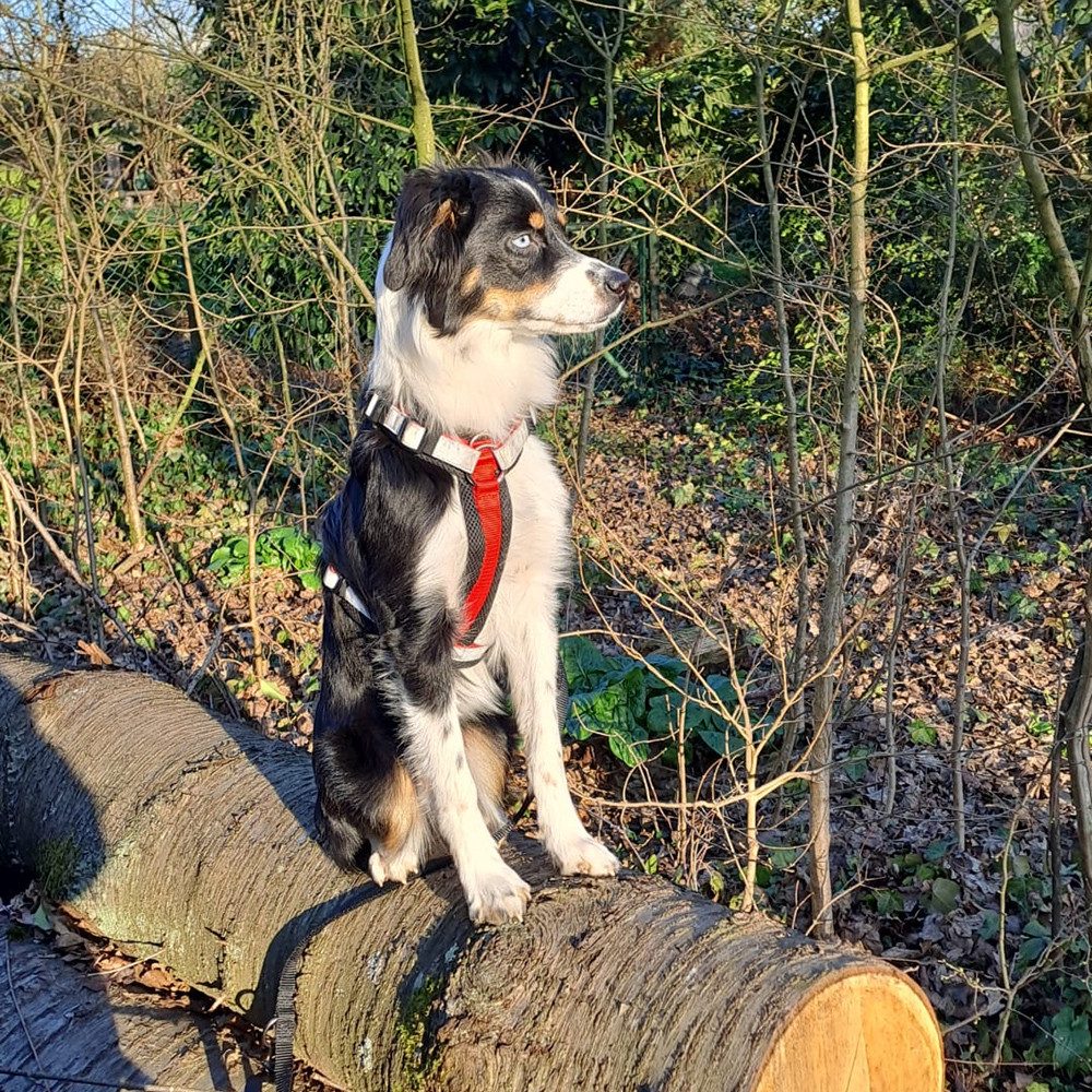 Nobby Hunde-Geschirr "DAILY WALK COMFORT" günstig online kaufen