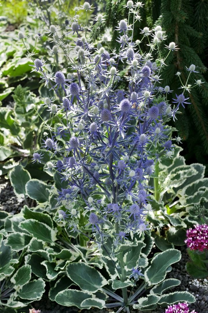 Pflanzen für Dich Staude Eryngium planum, 1 St., Flachblättrige Edeldistel, Blaudistel, Mannstreu – Bild 3 von 5