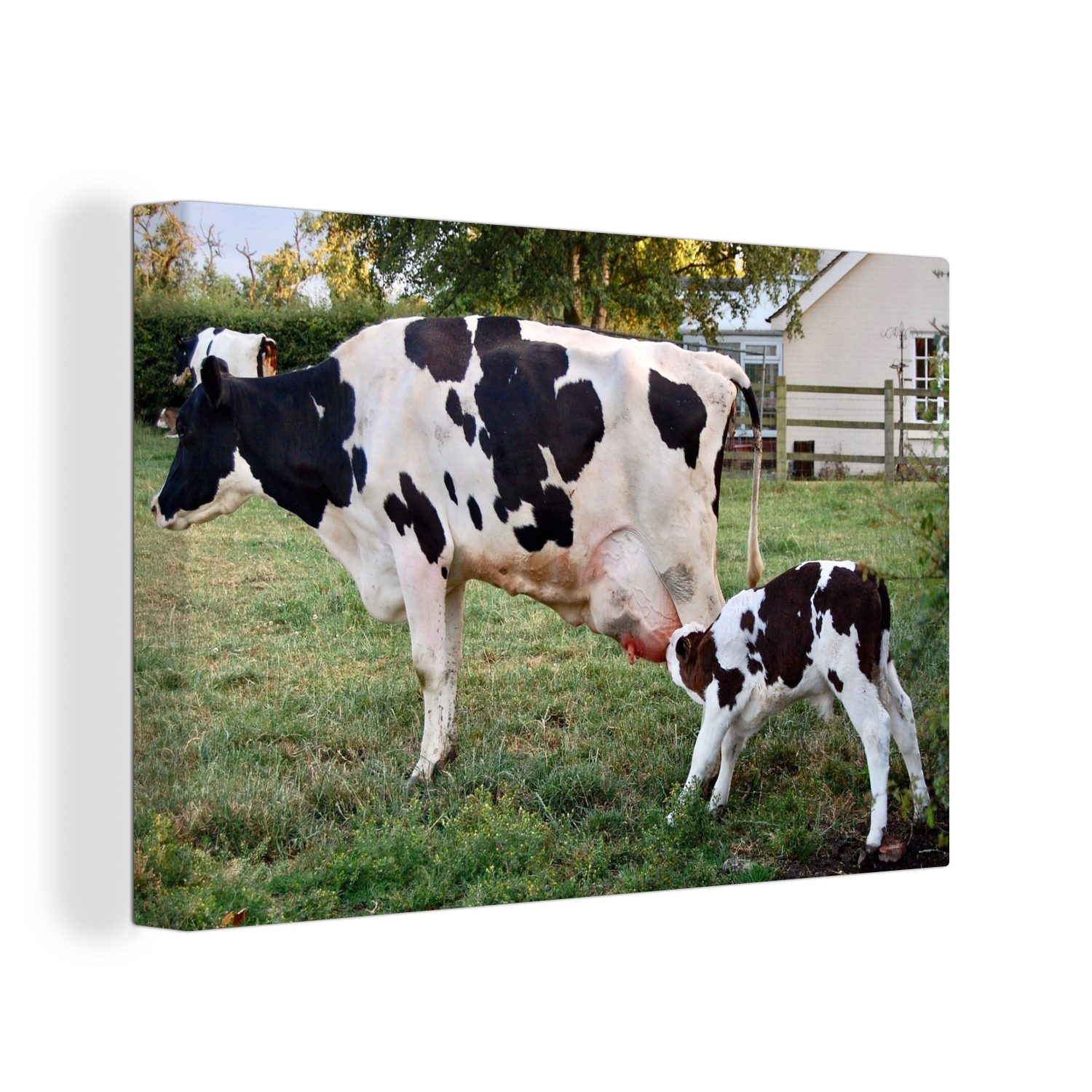 OneMillionCanvasses® Leinwandbild Kuh - Kalb - Bauernhof, (1 St), Wandbild Leinwandbilder, Aufhängefertig, Wanddeko, 30x20 cm
