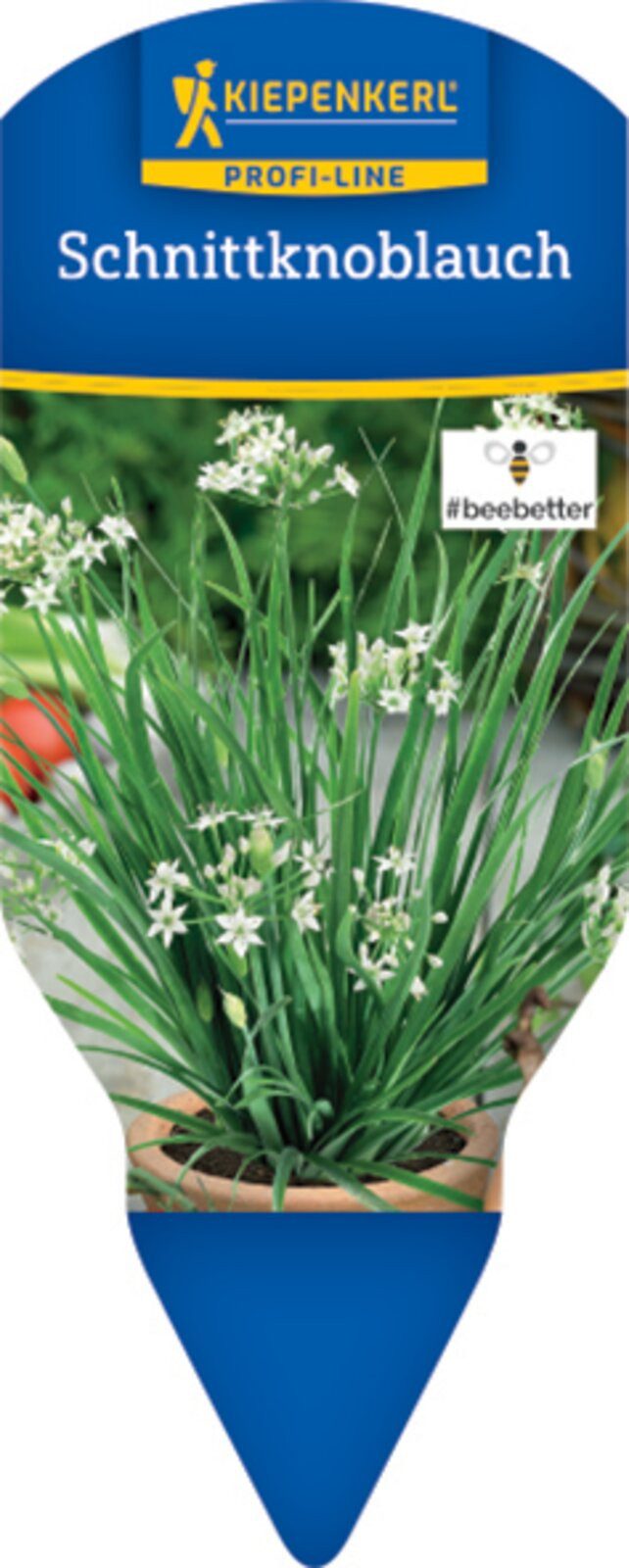 Pflanzen für Dich Gewürzkraut Schnittknoblauch 12cm Topf