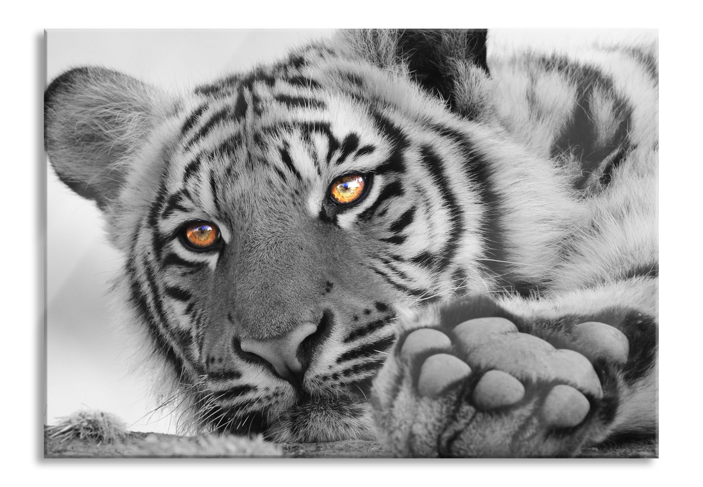 Pixxprint Glasbild entspannter Tiger, entspannter Tiger (1 St), Glasbild aus Echtglas, inkl. Aufhängungen und Abstandshalter | Bilder
