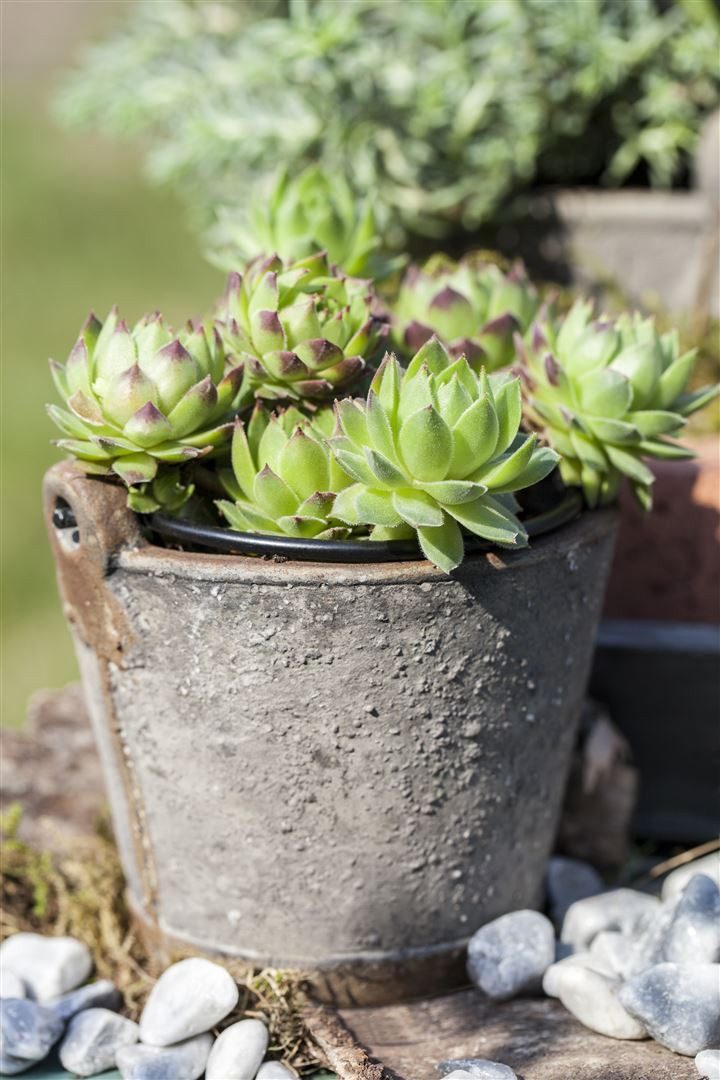 Pflanzen für Dich Staude Jovibarba sobolifera, 1 St., Donarsbart, Hauswurz, Dachwurz