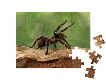 puzzleYOU Puzzle Tarantula-Weibchen in bedrohlicher Haltung, 48 Puzzleteile, puzzleYOU-Kollektionen Spinnen, Insekten & Kleintiere