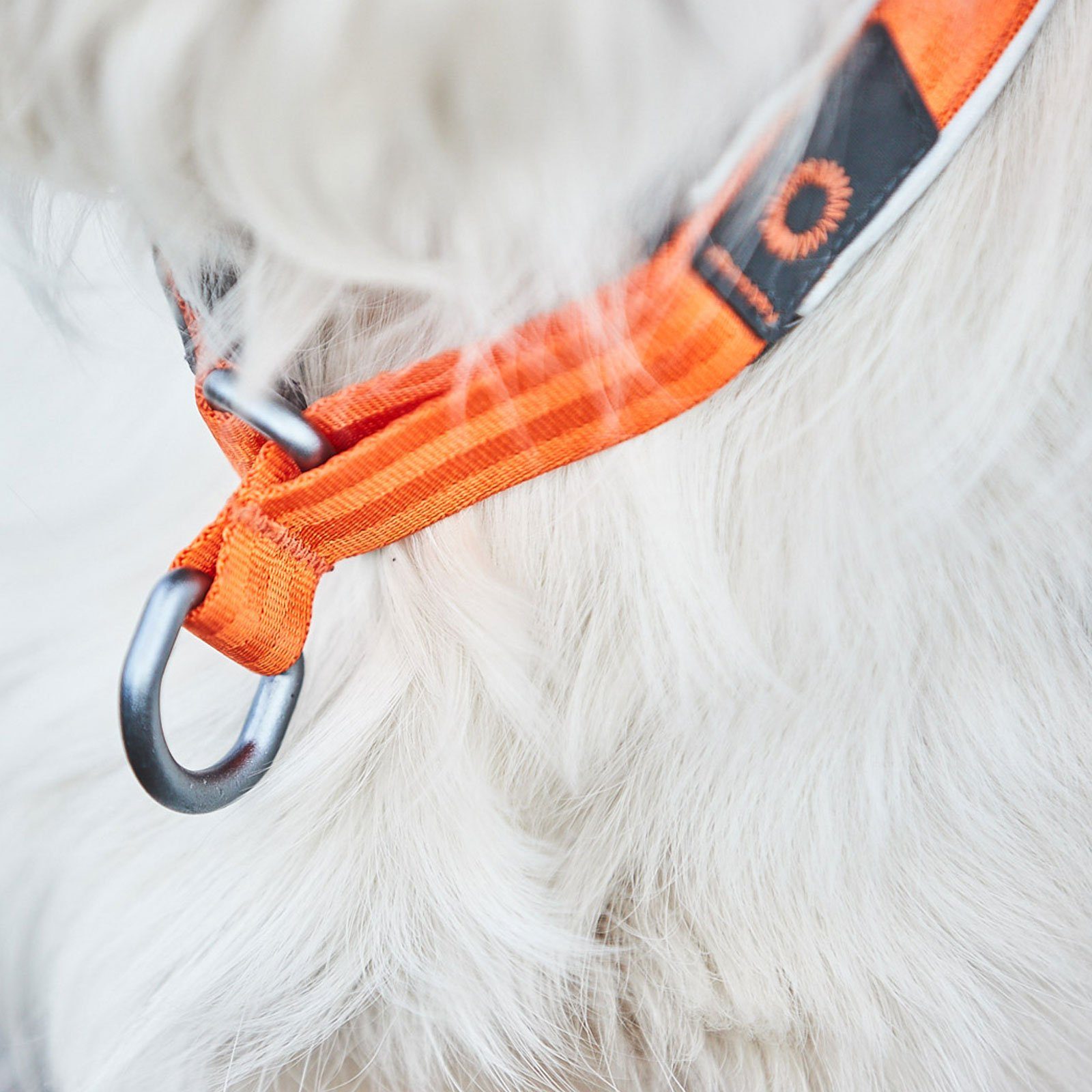 Non-stop dogwear Hunde-Halsband CRUISE Collar orange, Webbing: Nylon Inner material: Neopren Threads: Nylon Aluminum D-ring, Gut gepolstertes Hundehalsband mit Zugstopp-Funktion