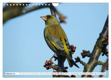 CALVENDO Wandkalender Vogelkalender (Wandkalender 2024 DIN A4 quer), CALVENDO Monatskalender