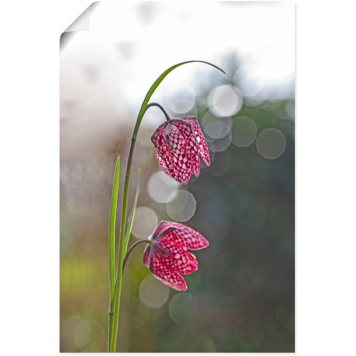 Artland Wandbild Schachbrettblume Blumenbilder (1 St) als Alubild Leinwandbild Wandaufkleber oder Poster in versch. Größen