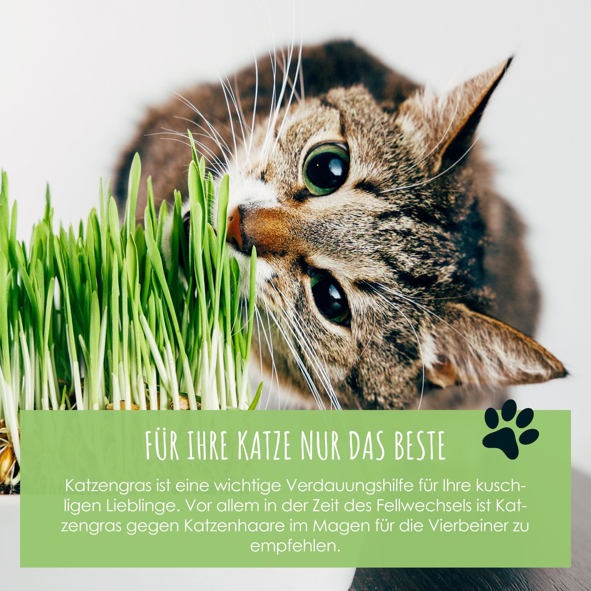 HappySeed Blumensamen Katzengras Samen Saatband 80 günstig online kaufen