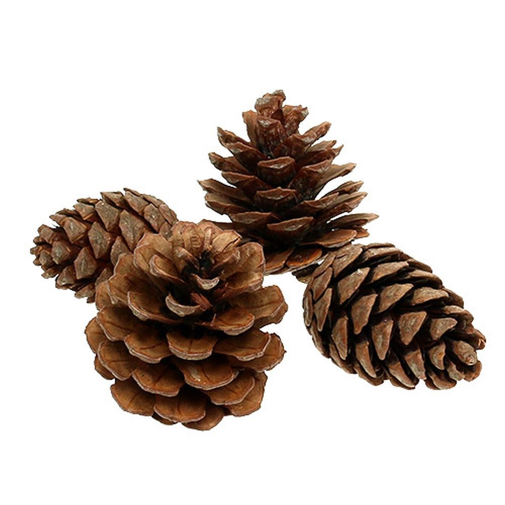 Trockenblume Aleppo Kiefernzapfen Naturdeko 5kg - Kieferzapfen für, Viana, Höhe 10 cm