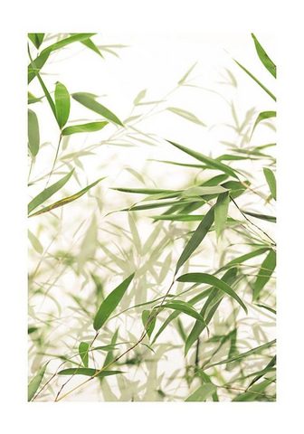KOMAR Плакат »Bamboo Leaves«