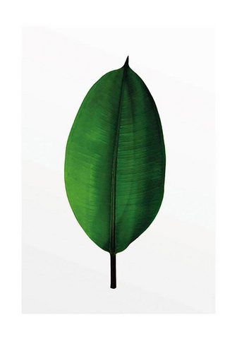 KOMAR Плакат »Ficus Leaf«