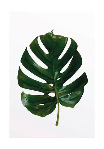 KOMAR Плакат »Monstera Leaf«