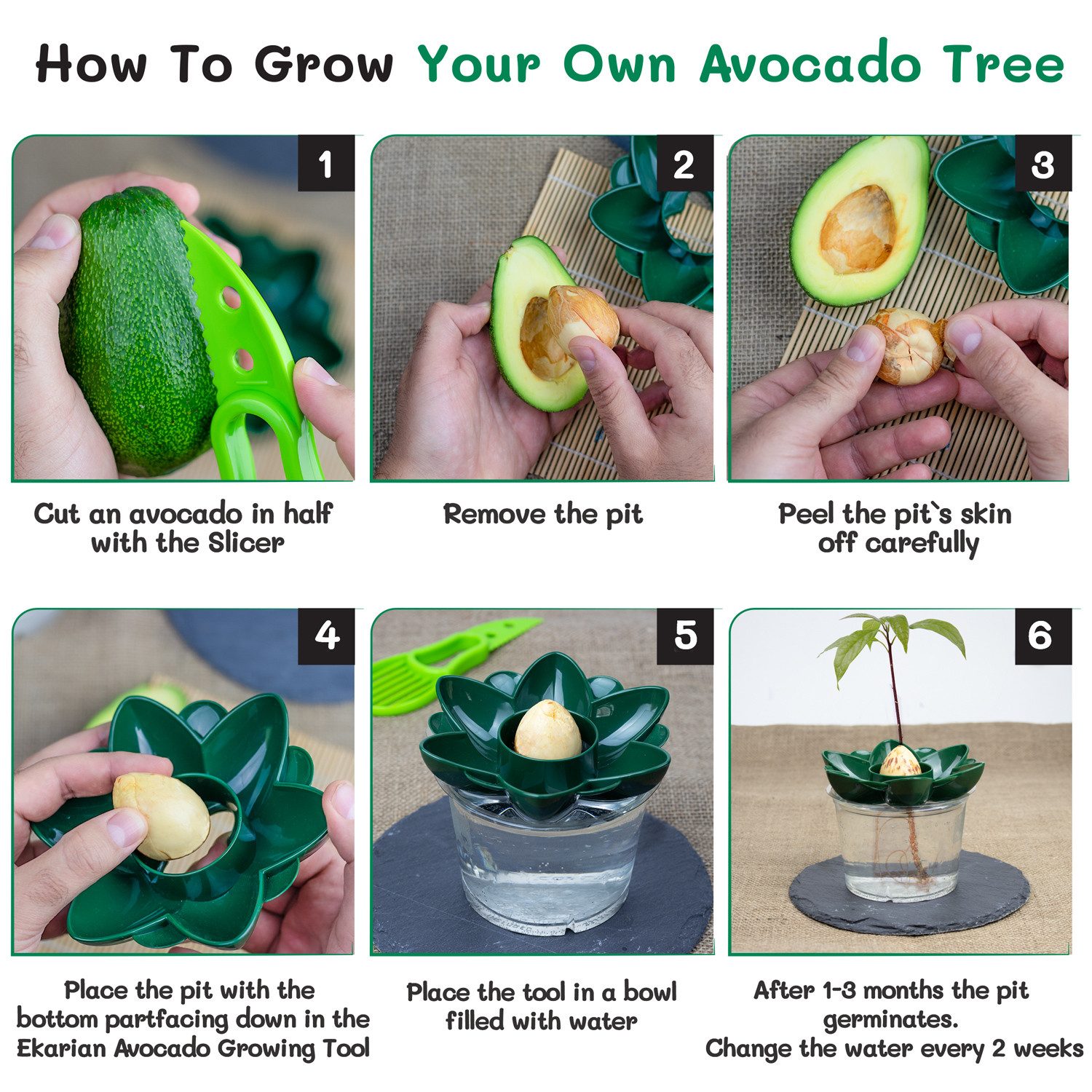 Ekarian Anzuchtdeckel Avocadobaum Tool zum selber Pflanzen und Züchten, Geschenke für Frauen (2 St), rund – Bild 4 von 5