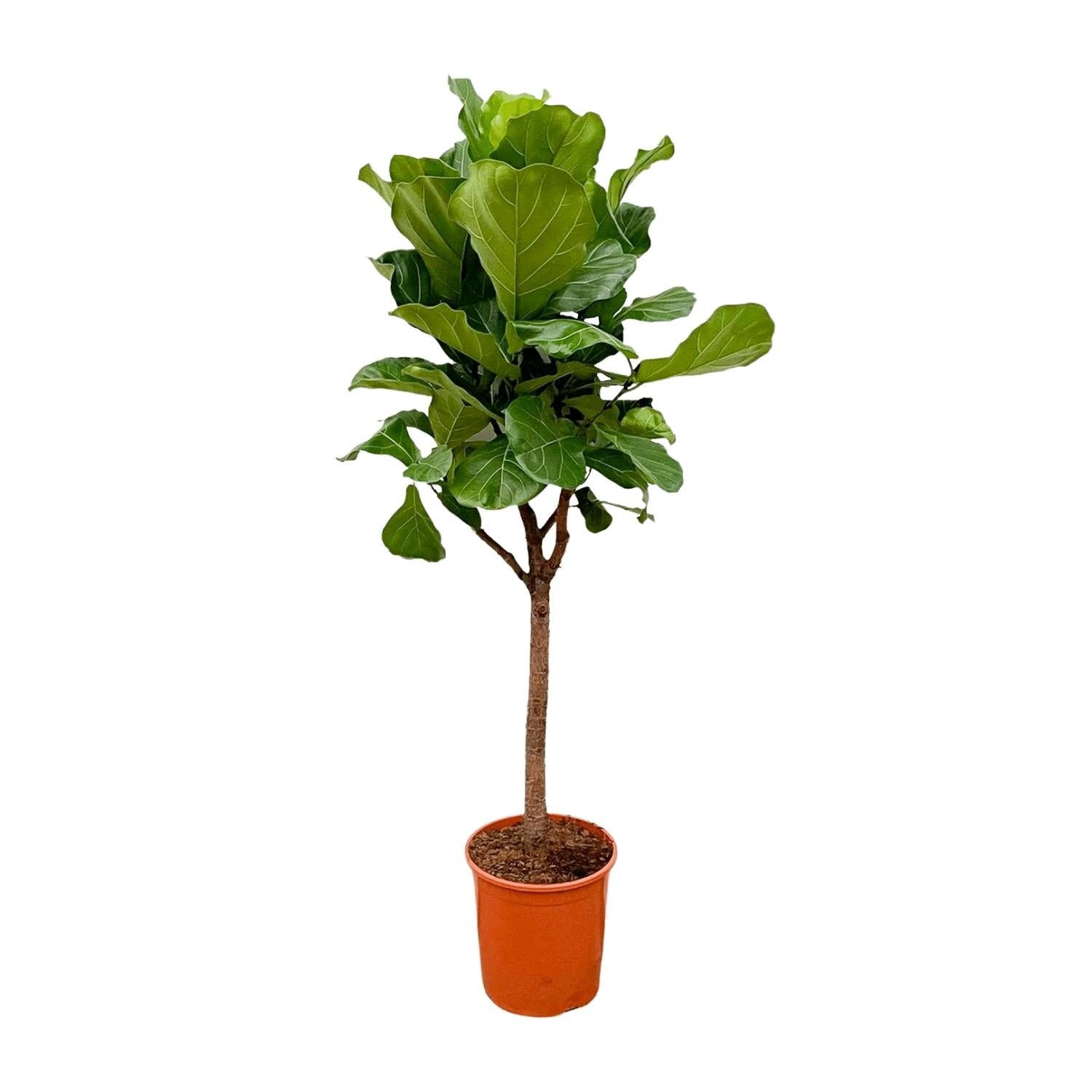 Florora Zimmerpflanze Ficus Lyrata Baum - Geigenfeige - 180 cm – Topf ab Ø30 cm