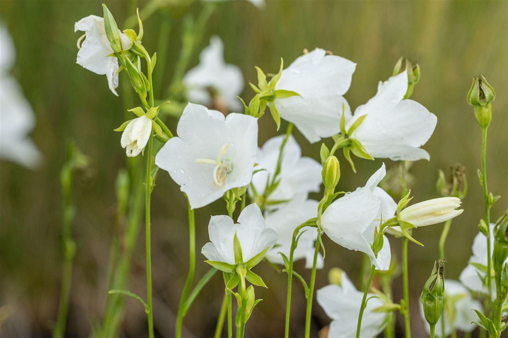Pflanzen für Dich Staude Campanula pers. Grandiflora Alba, 1 St., Pfirsichblättrige Glockenblume
