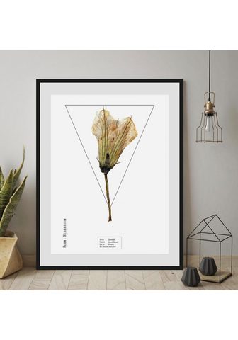 Картина »Pflanze«