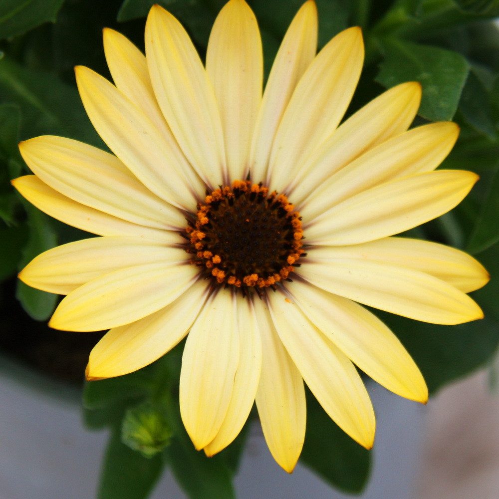 Exotenherz Beetpflanze Kapkörbchen Osteospermum ecklonis ver. Farben 11cm Topf 3 Pflanzen