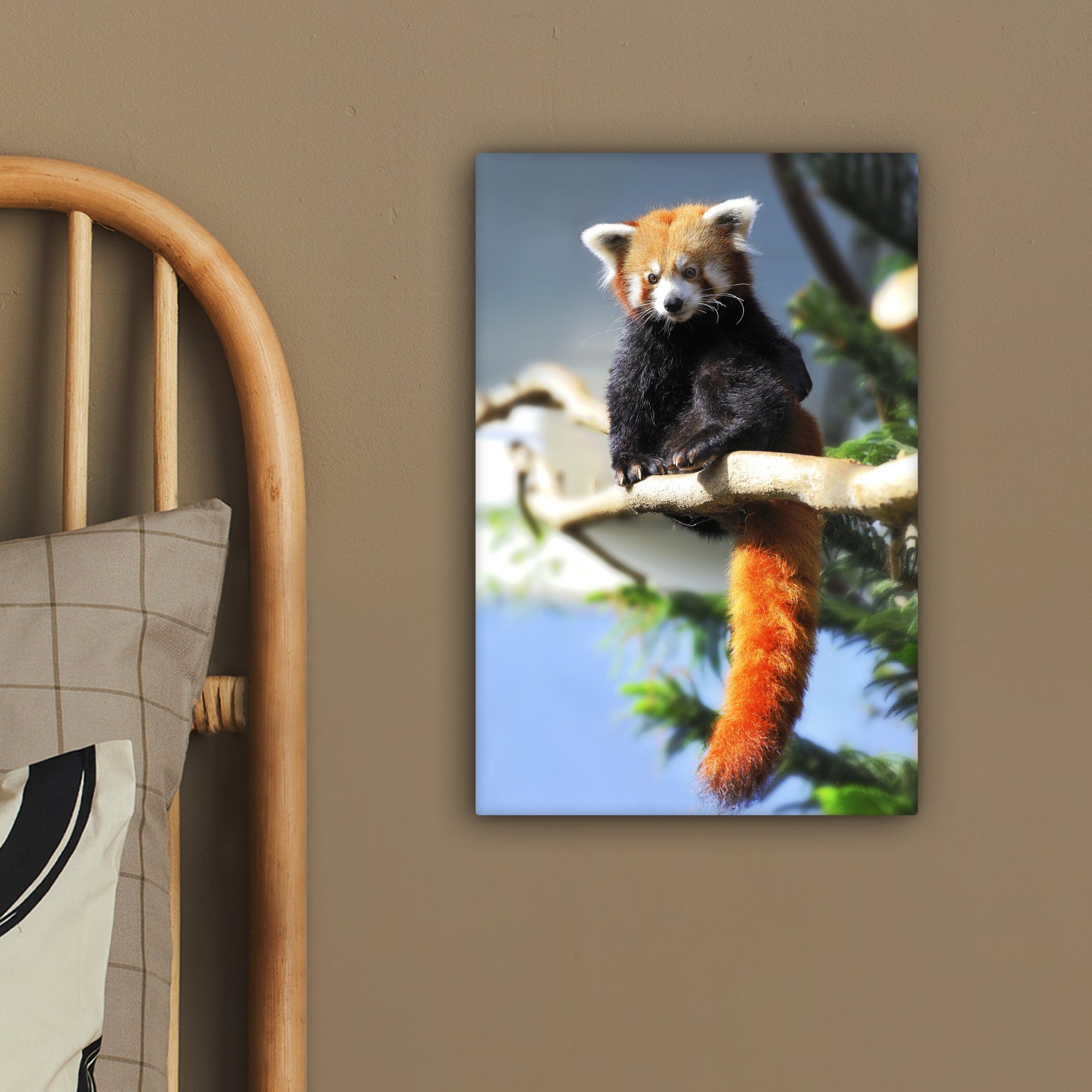 OneMillionCanvasses® Leinwandbild Roter Panda 20x30 bespannt inkl. - cm fertig Zackenaufhänger, Leinwandbild (1 St), - Sonne Zweig, Gemälde