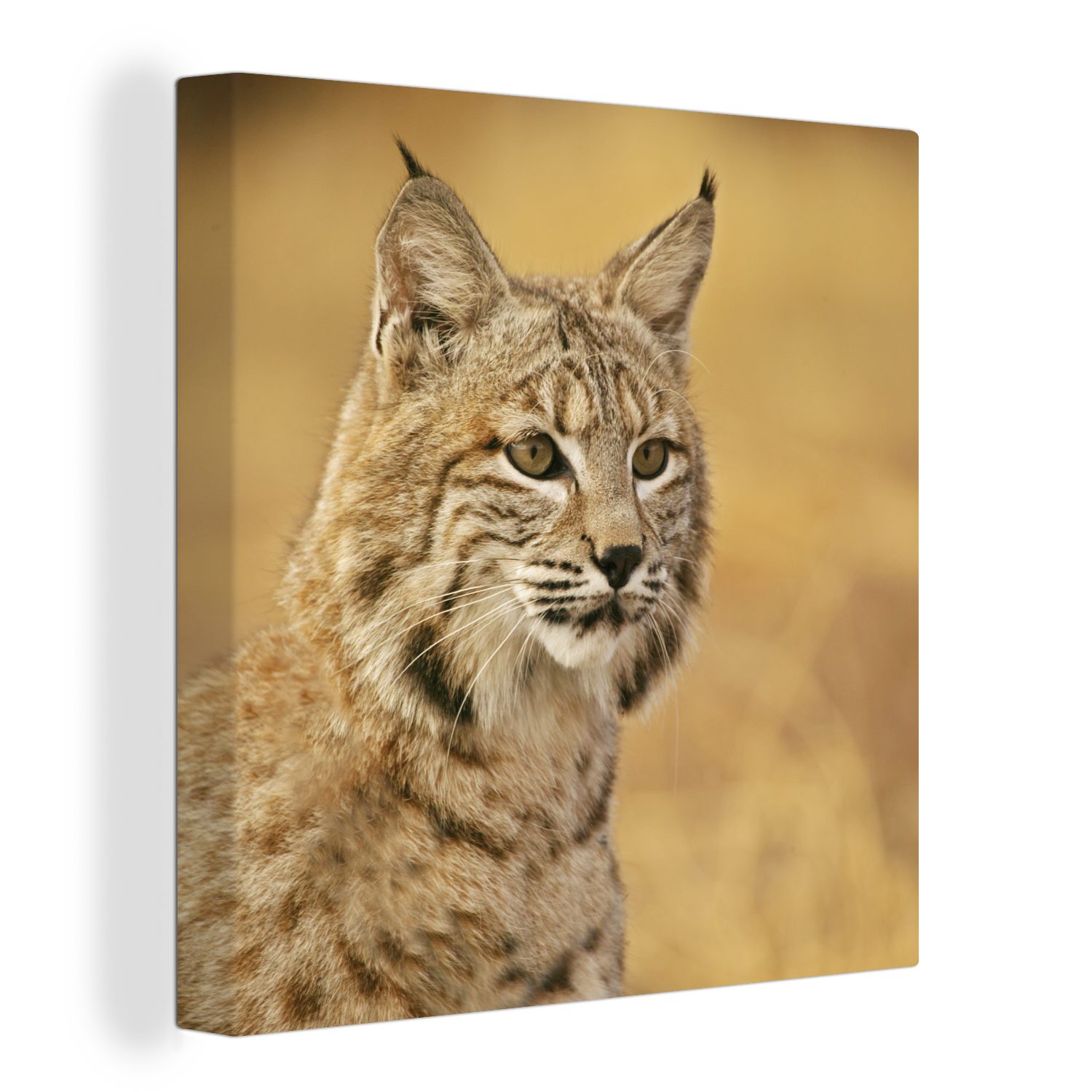 OneMillionCanvasses® Leinwandbild Luchs - Braun - Gras, (1 St), Leinwand Bilder für Wohnzimmer Schlafzimmer