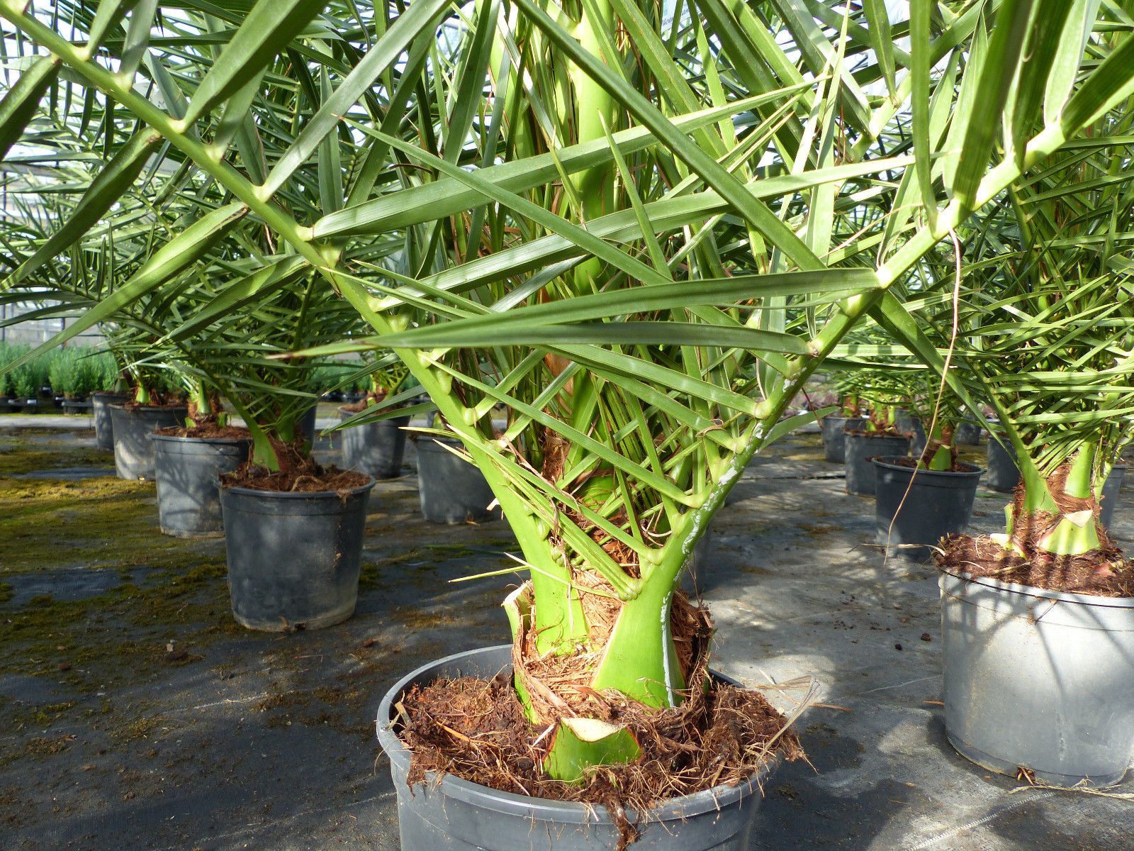 gruenwaren jakubik Baum Palme 90-120 cm, Phoenix canariensis, kanarische Dattelpalme – Bild 2 von 5