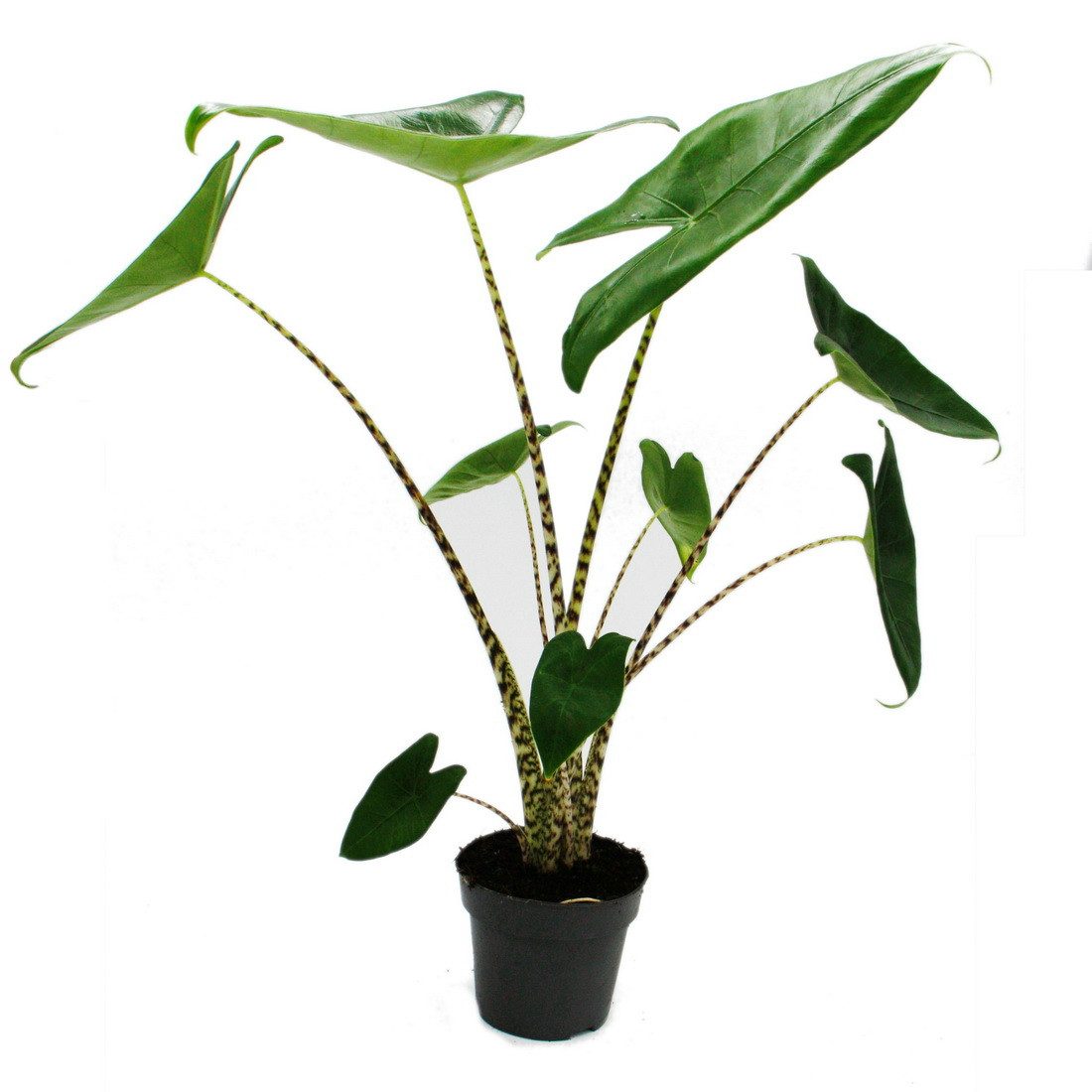 Exotenherz Zimmerpflanze Alocasia zebrina - Tiger-Pfeilblatt - 14cm Topf - günstig online kaufen