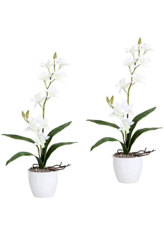 GASPER Искусственное растение »Orchidee...