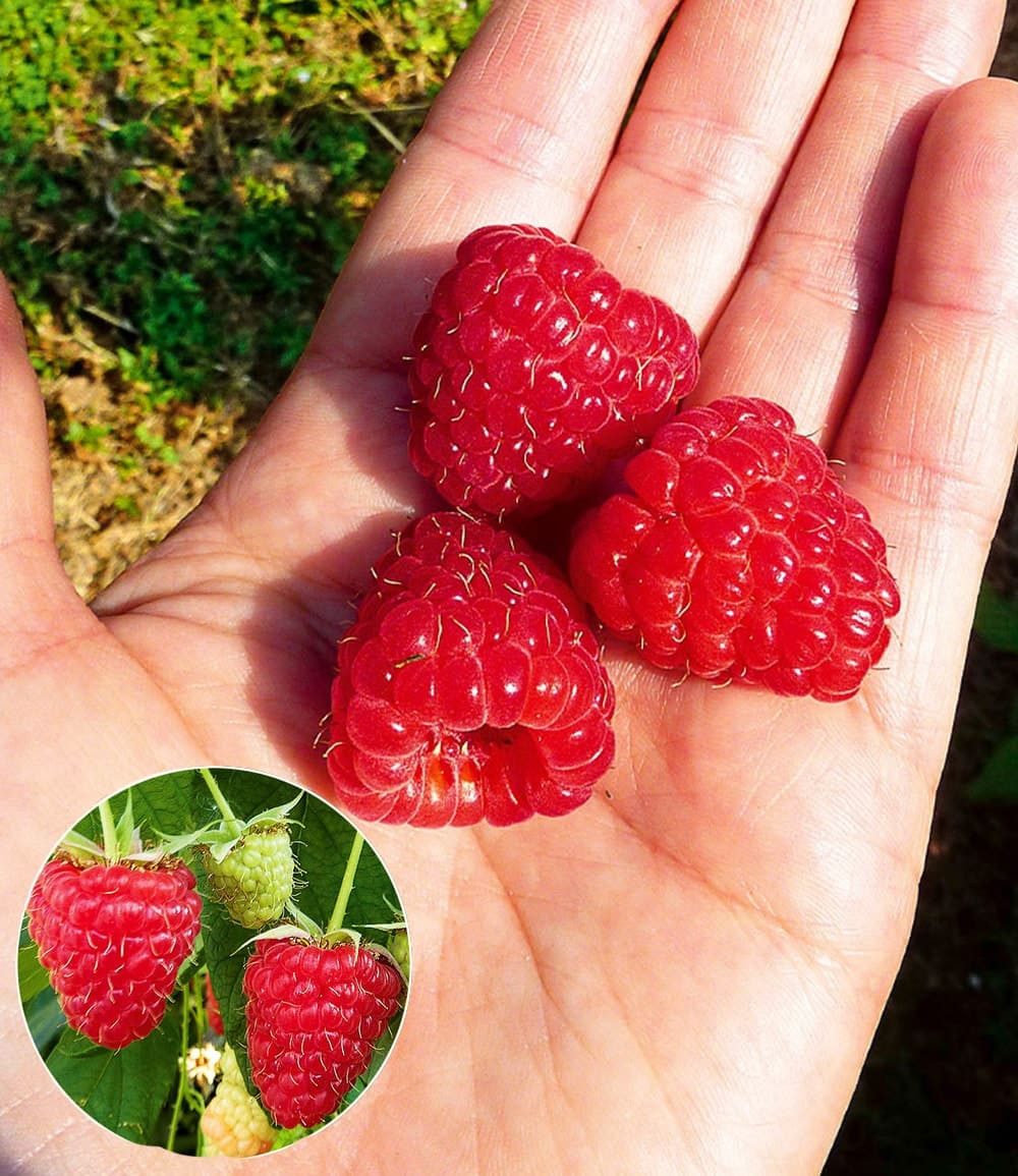 BALDUR Garten Obstpflanze Himbeere Enrosadira® 'Endlosernte', 1 St., Selbstbefruchtend, essbar,winterhart, mehrjährig, pflegeleicht