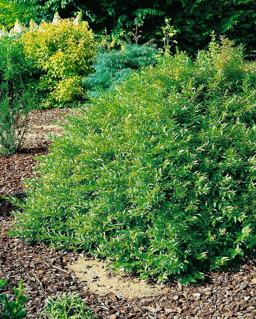 Pflanzen für Dich Gehölze Ligustrum vulg. Lodense, 1 St., Gewöhnlicher Liguster, Heckenliguster