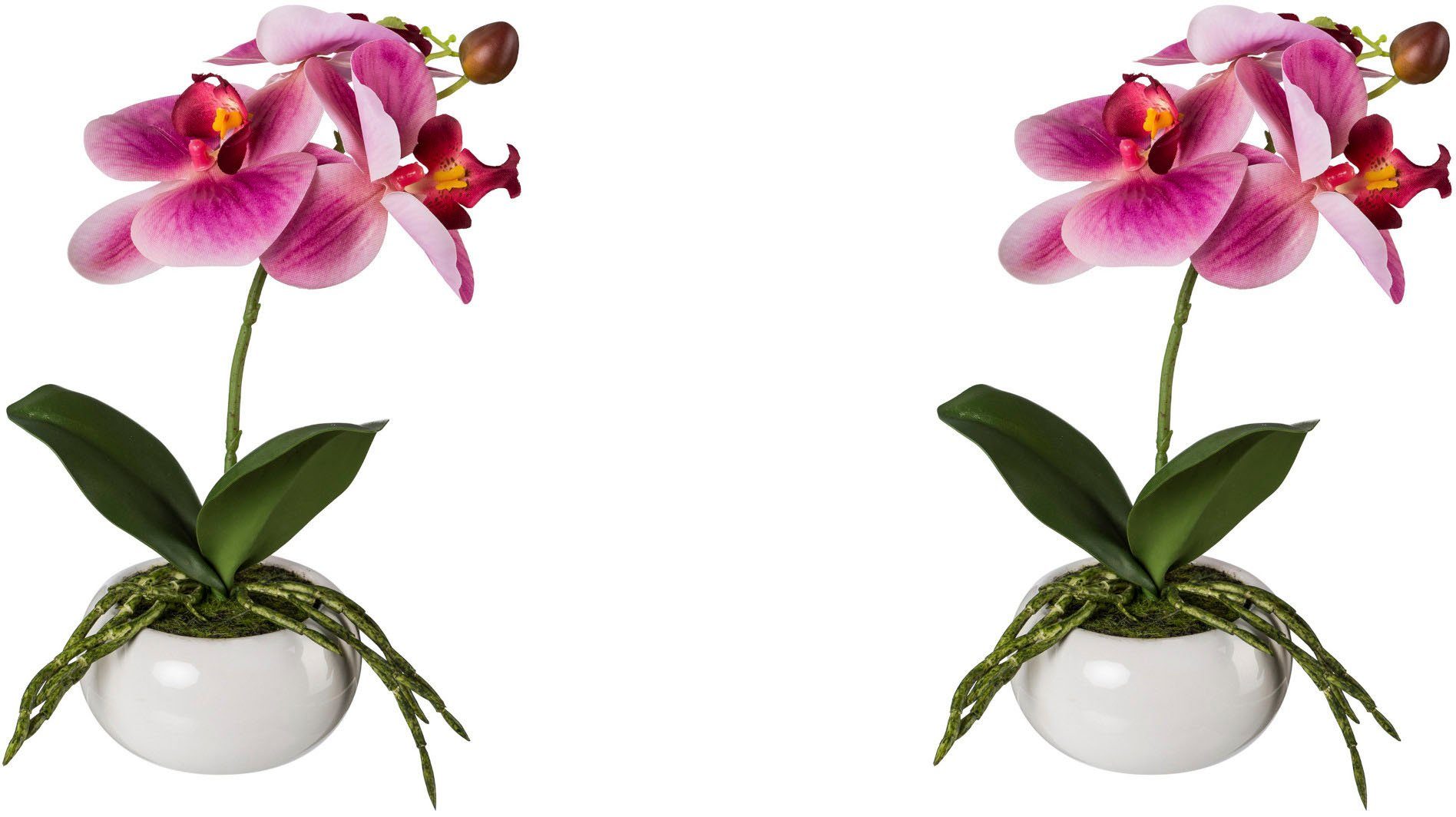 Real-Touch-Blüten mit Creativ Kunstorchidee Phalaenopsis, cm, in Phalaenopsis Keramikschale 27 Höhe Orchidee green,