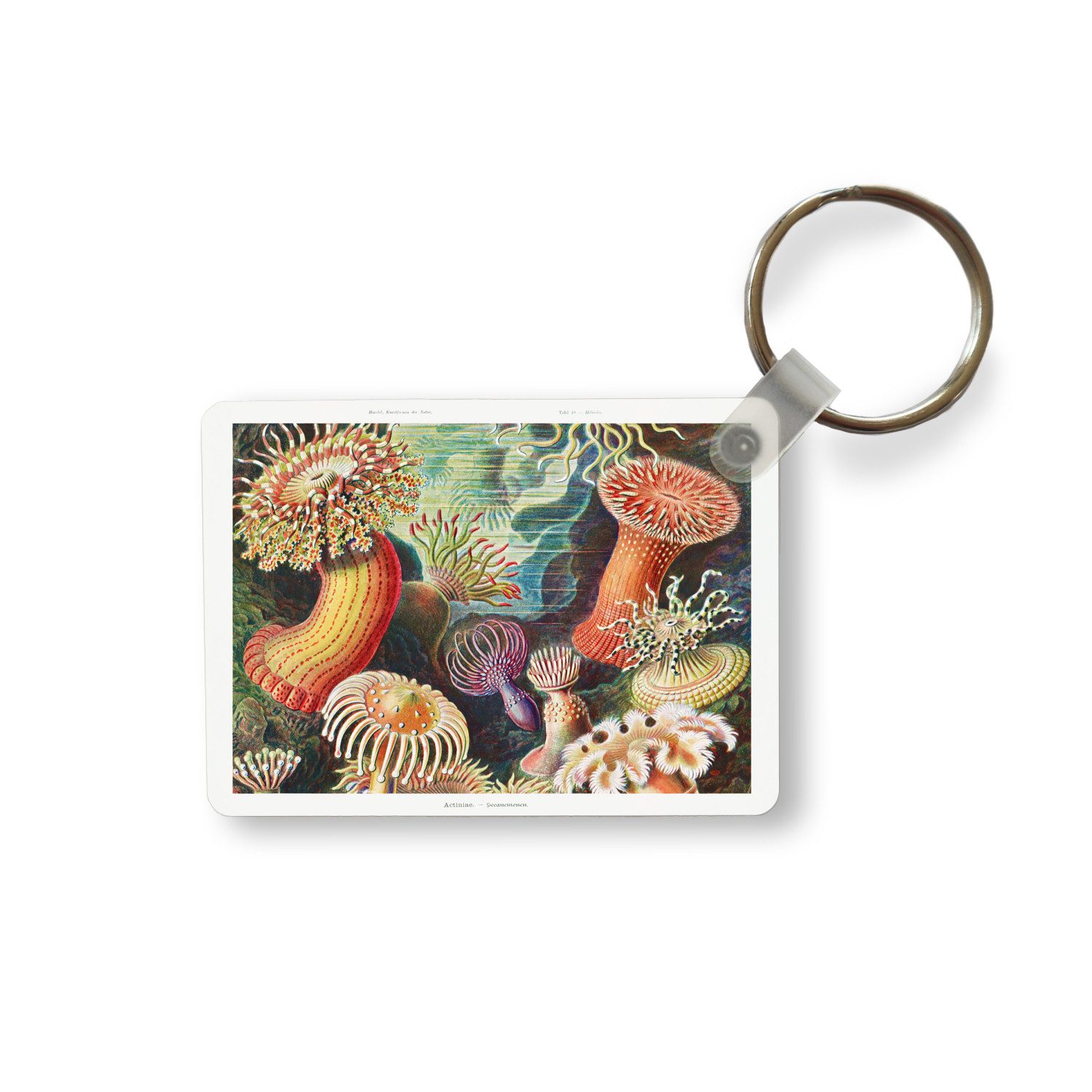 Schlüsselanhänger Ernst Haeckel - Anemone - Retro - Natur - Pflanzen - Meer