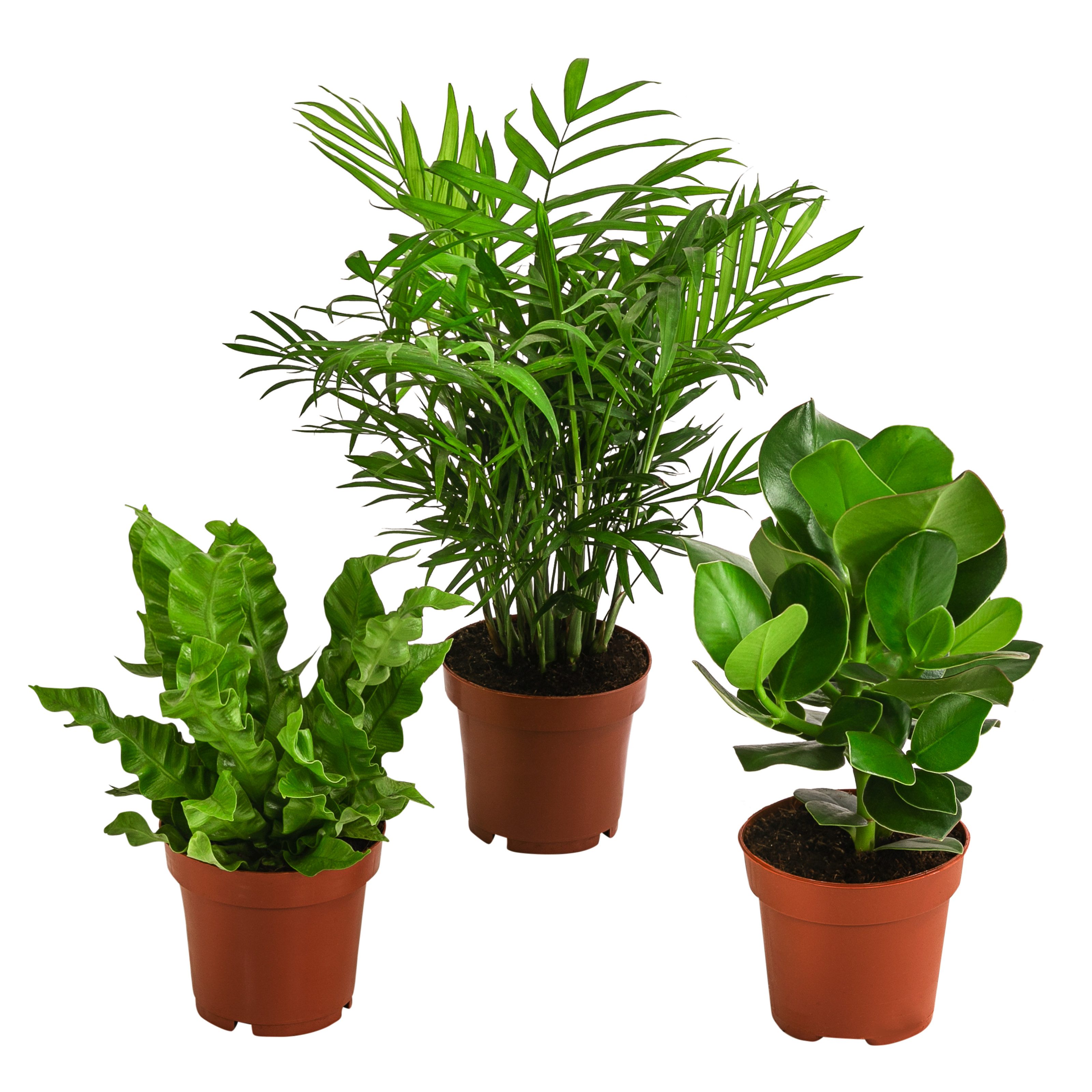 Dehner Zimmerpflanze Pflanzen-Set Badezimmer, je 1x Bergpalme, Balsamapfel, Nestfarn, immergrüne Wohnraumpflanzen, luftreinigende Wirkung