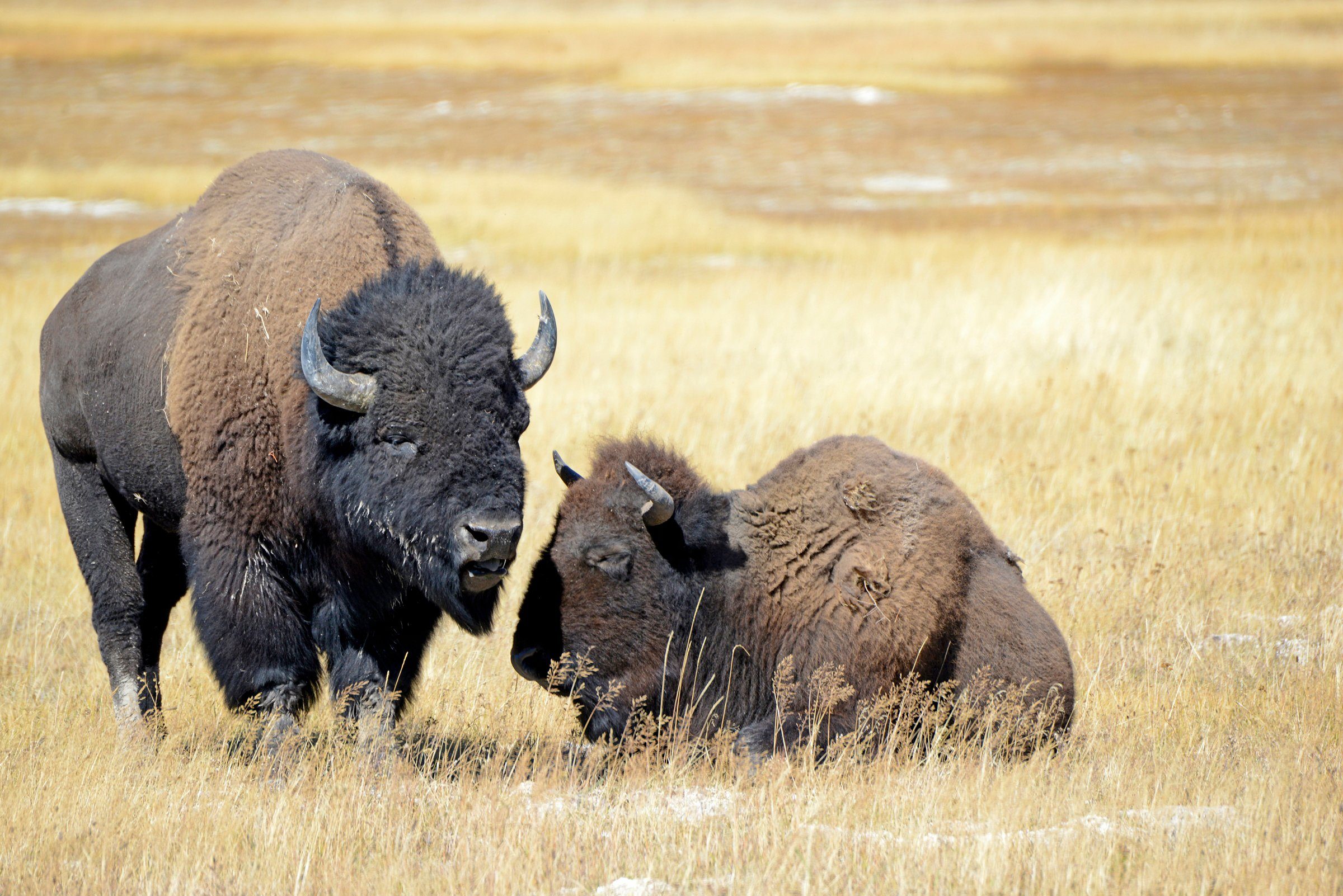 Papermoon Fototapete BISONS WILD WEST