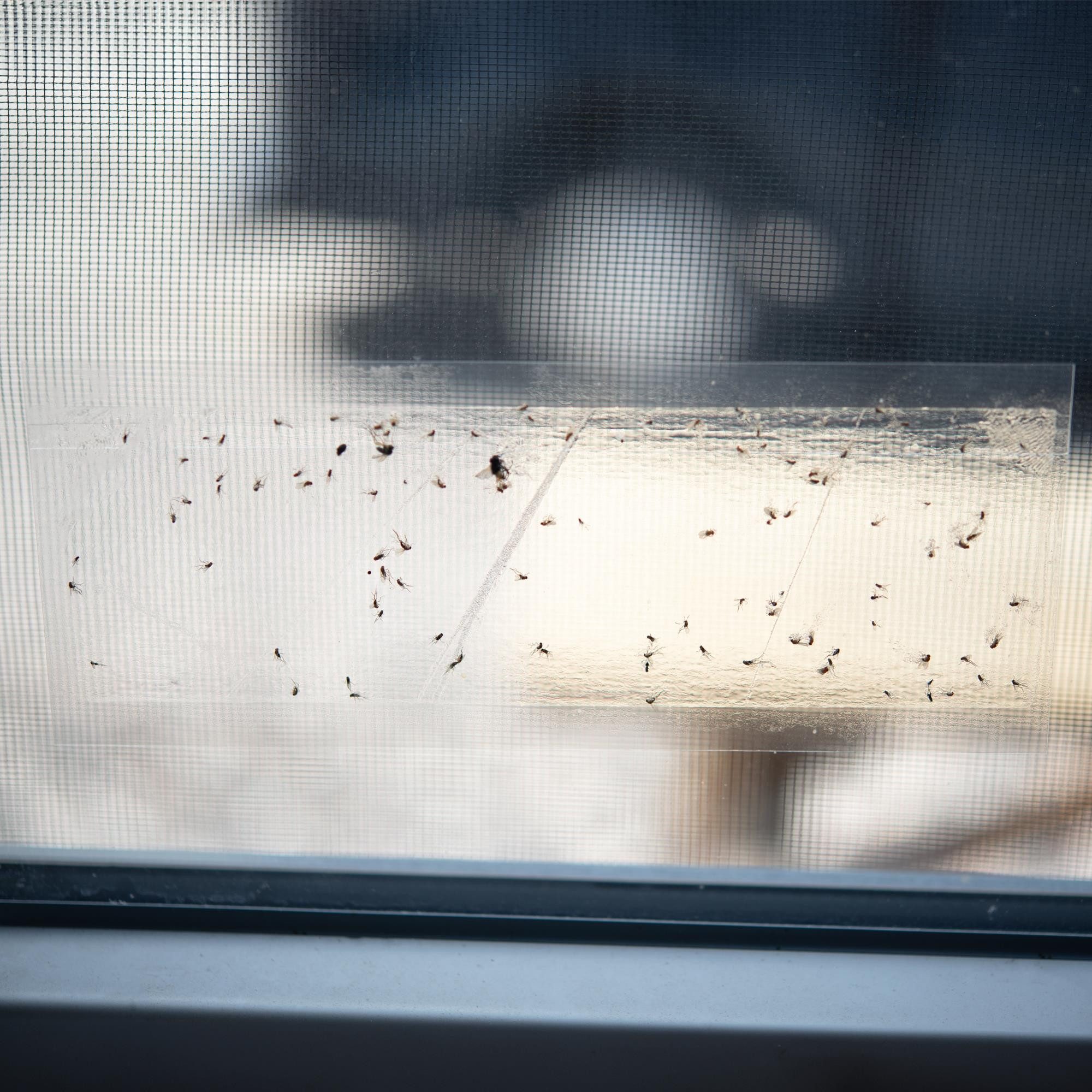 TSB Werk Insektenschutz-Vorhang Fliegenfalle Fenster Leimfalle günstig online kaufen