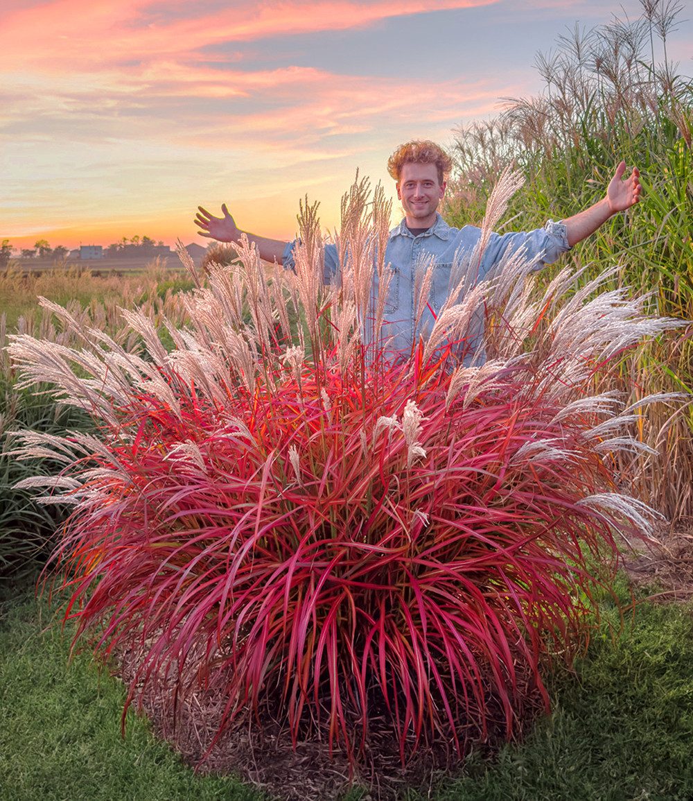 BALDUR Garten Gräser Miscanthus 'Lady in Red®', 1 St., Schnittblume, winterhart, mehrjährig, pflegeleicht