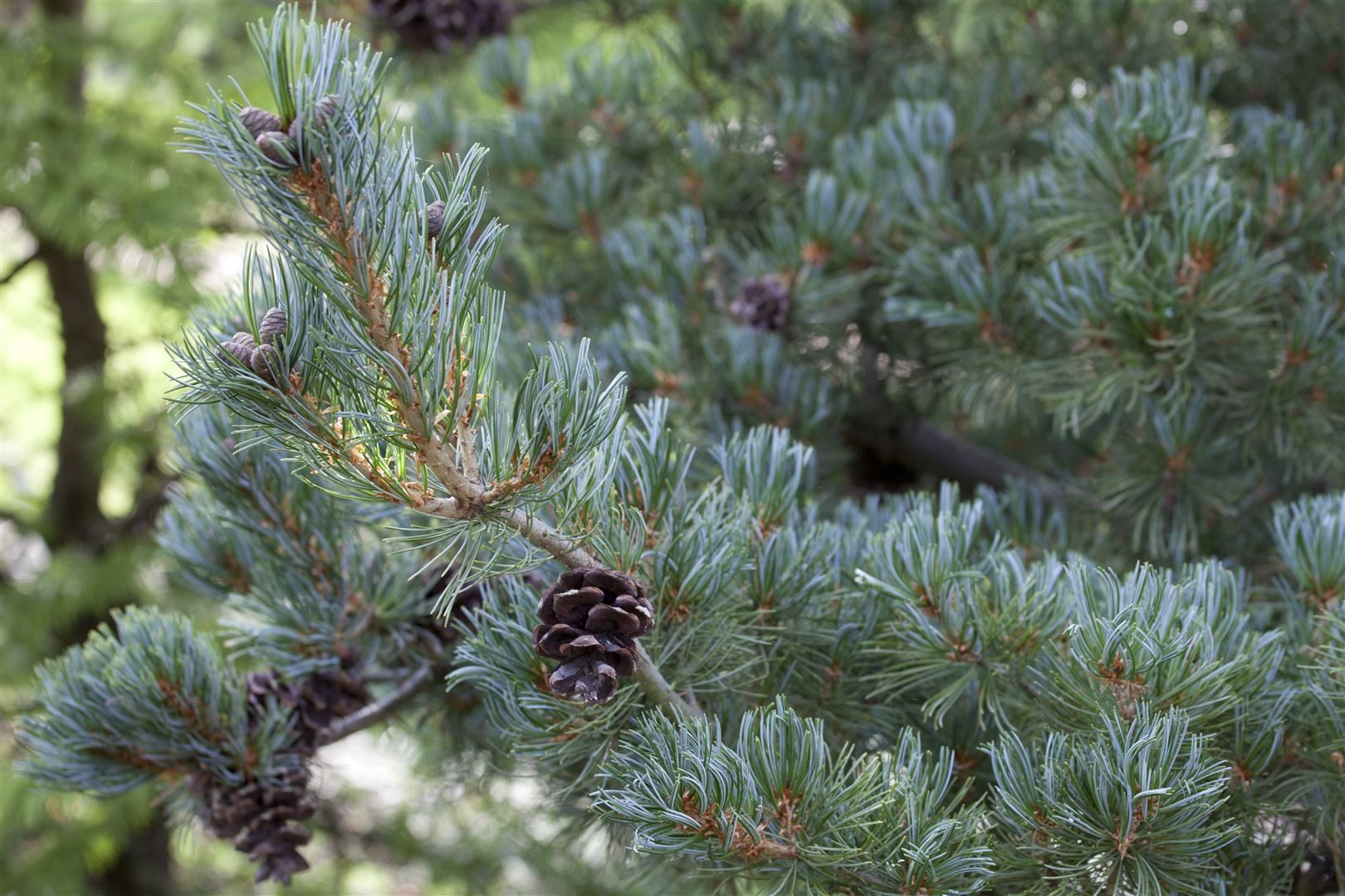 Pflanzen für Dich Konifere Pinus parviflora Pentaphylla Glauca, 1 St., Japanische Mädchen-Kiefer, Mädchen-Kiefer, blaugrau, mehrstämmig