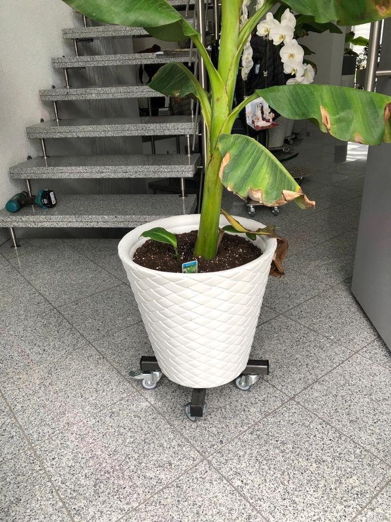 Schlögel Pflanzenroller Pflanzenroller Pflanzenroller Schwerlast Metall bis 400kg Rolli, bis 400kg Tragfähigkeit, Feststellbremsen, Lenkrollen