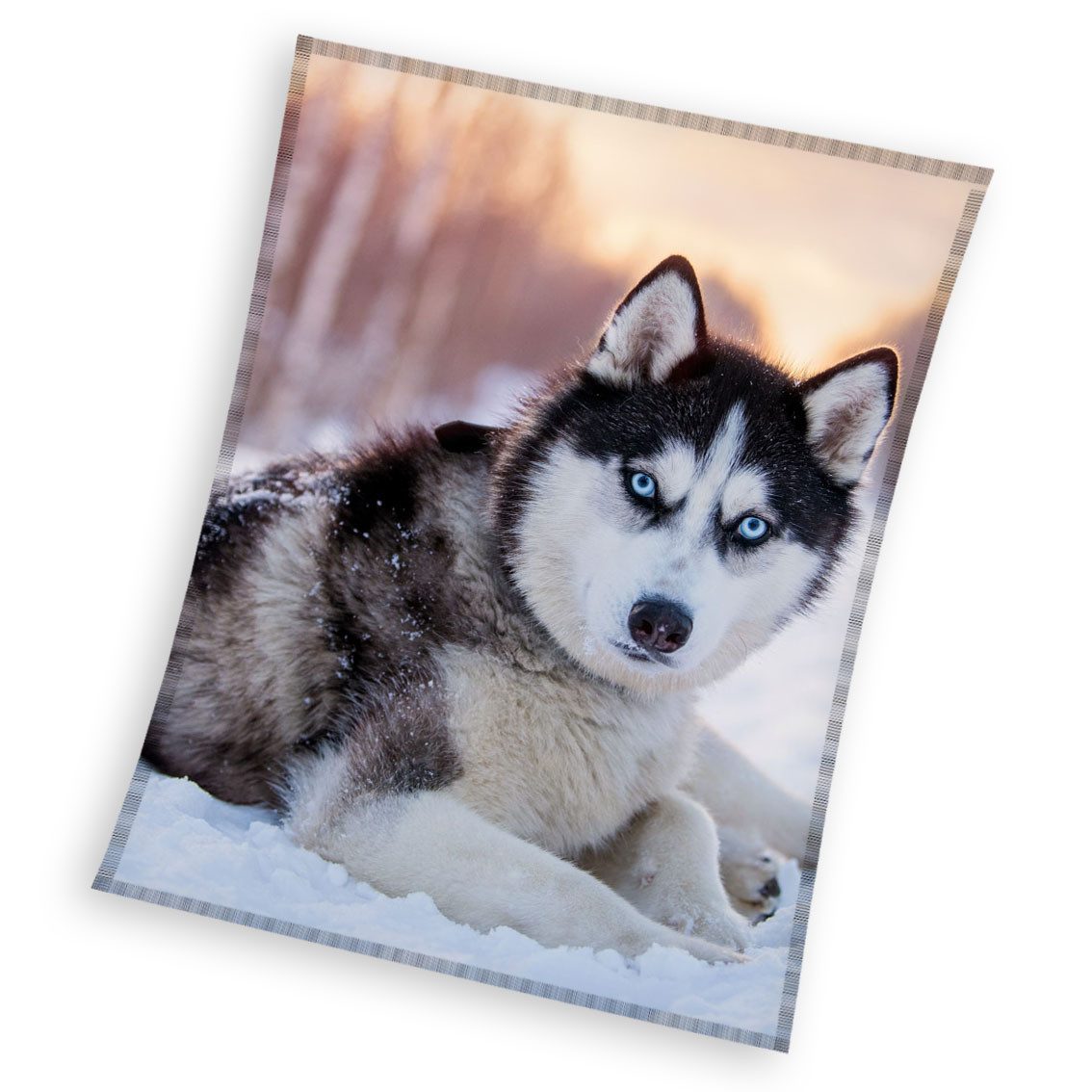 Wohndecke Hunde Dogs Fleecedecke Kuscheldecke 150 günstig online kaufen