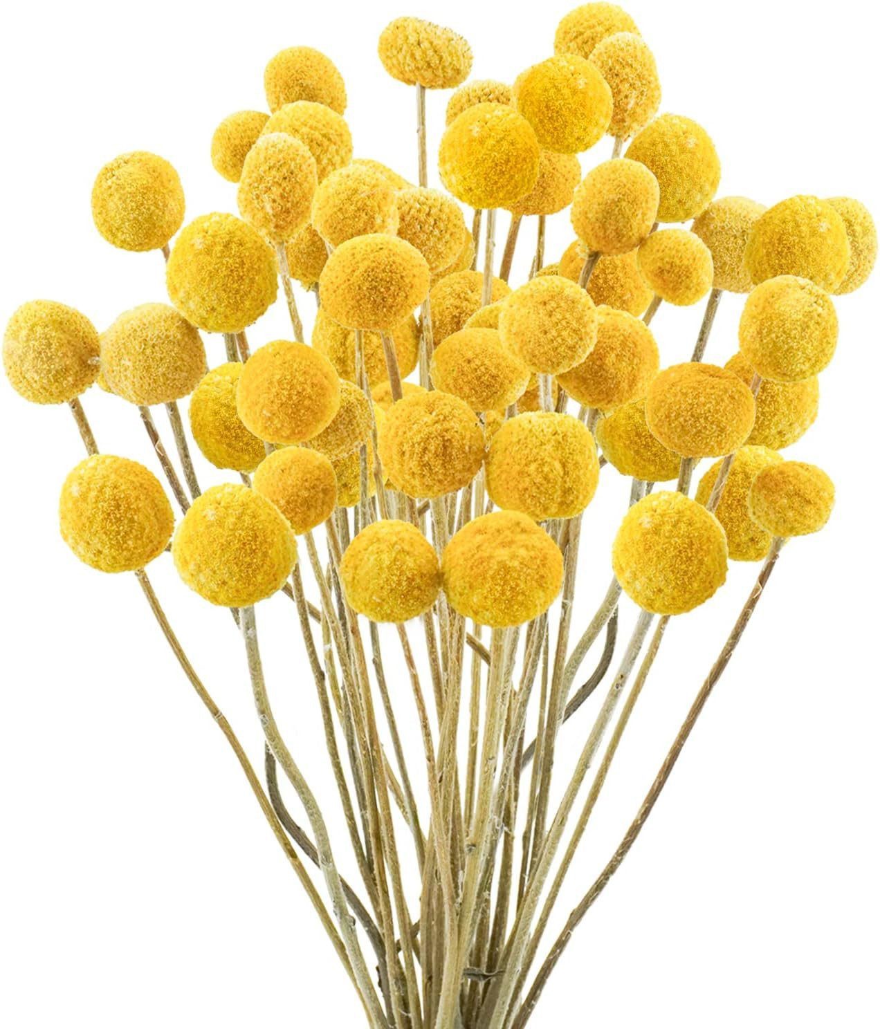 Trockenblume Pampasgras Getrocknete Craspedia Globosa 30 Stück Trockenblumen, Fyrove, Getrocknete Blumen für Blumenarrangements, Hochzeit,Vase,Dekoration