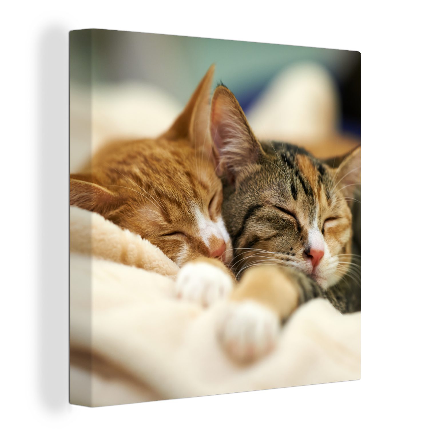 OneMillionCanvasses® Leinwandbild Katzen - Schlafen - Vorleger, (1 St), Leinwand Bilder für Wohnzimmer Schlafzimmer