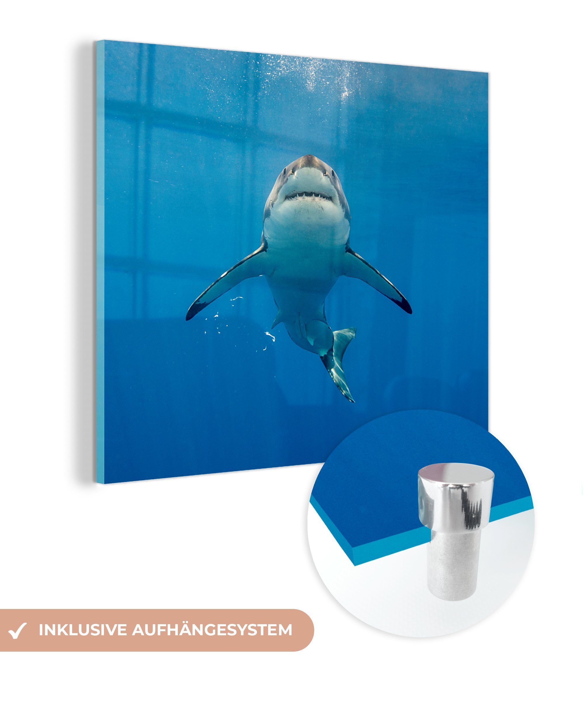 MuchoWow Acrylglasbild Weißer Hai schwimmt auf die Wasseroberfläche zu, (1 St), Glasbilder - Bilder auf Glas Wandbild - Foto auf Glas - Wanddekoration
