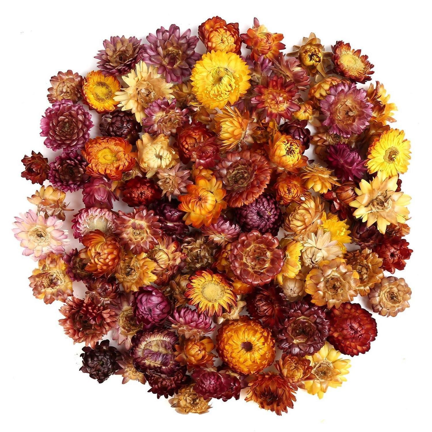 Trockenblume 150x Getrocknete Blumenköpfe, Bunt, LuxusKollektion, Höhe 1 cm