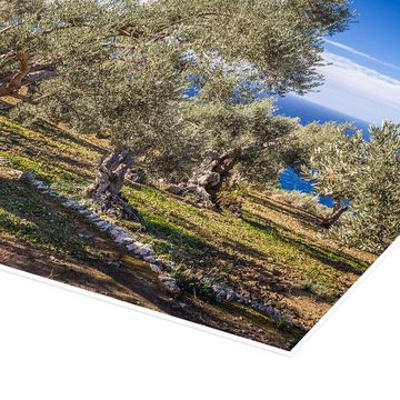 Posterlounge Poster Christian Müringer, Alte Olivenbäume auf Mallorca (Spanien), Fotografie