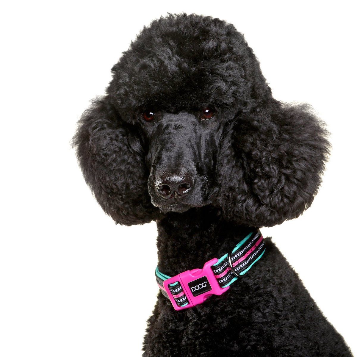 DOOG Hunde-Halsband Neon Halsband Rin Tin Tin grün/pink