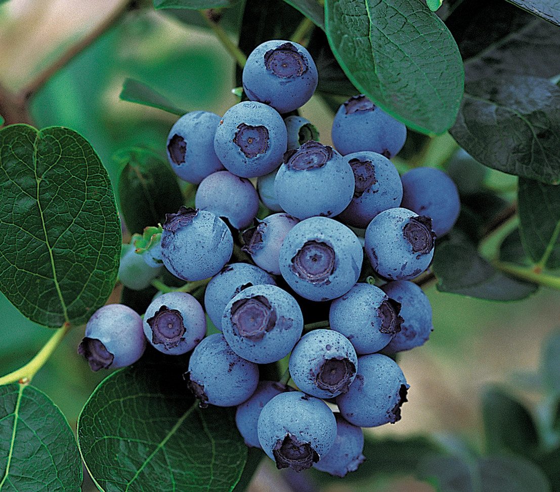 Dehner Obstpflanze Gourmet Garten Heidelbeere Spartan, Vaccinium corymbosum, ca. 55-65 cm, früh tragender Beerenstrauch mit großen, aromatischen Früchten
