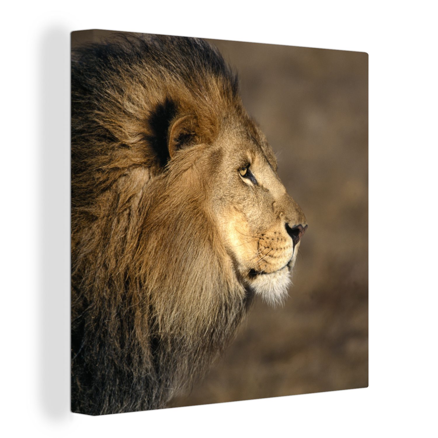 OneMillionCanvasses® Leinwandbild Profil - Löwe - Afrika, (1 St), Leinwand Bilder für Wohnzimmer Schlafzimmer