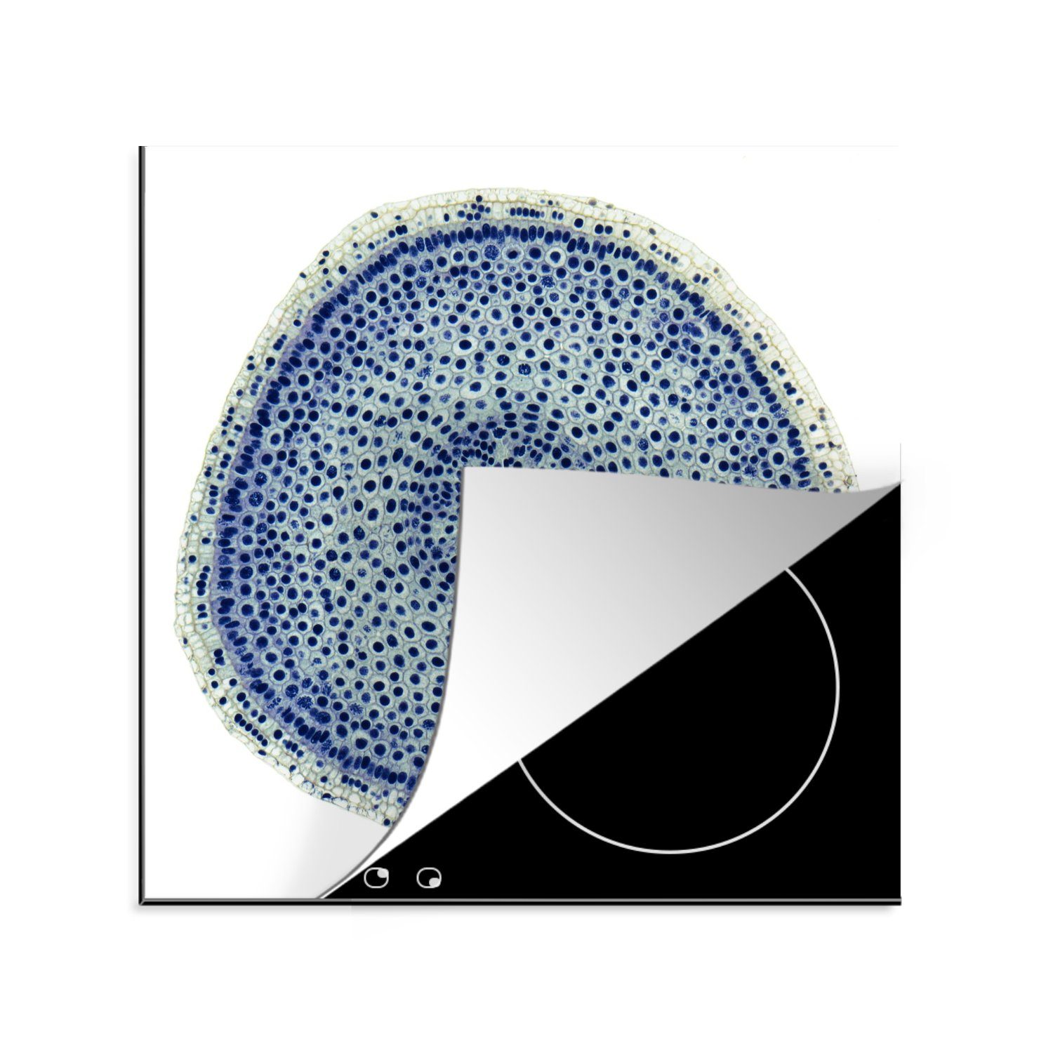 MuchoWow Herdblende-/Abdeckplatte Zellen in einer Zwiebel, Vinyl, (1 tlg), 78x78 cm, Ceranfeldabdeckung, Arbeitsplatte für küche