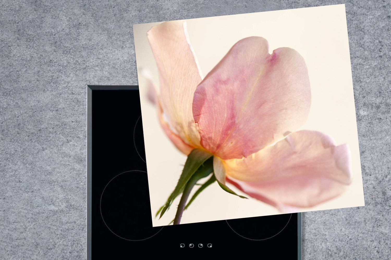 Rose tlg), empfindliche Herdblende-/Abdeckplatte für mit küche Eine und Vinyl, cm, 78x78 Ceranfeldabdeckung, weißem MuchoWow Arbeitsplatte Hintergrund, noch (1 rosa junge